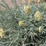 PAEV_PLANTES_Helichrysum-orientalis