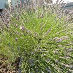 PAEV_PLANTES_Lavandula-angustifolia
