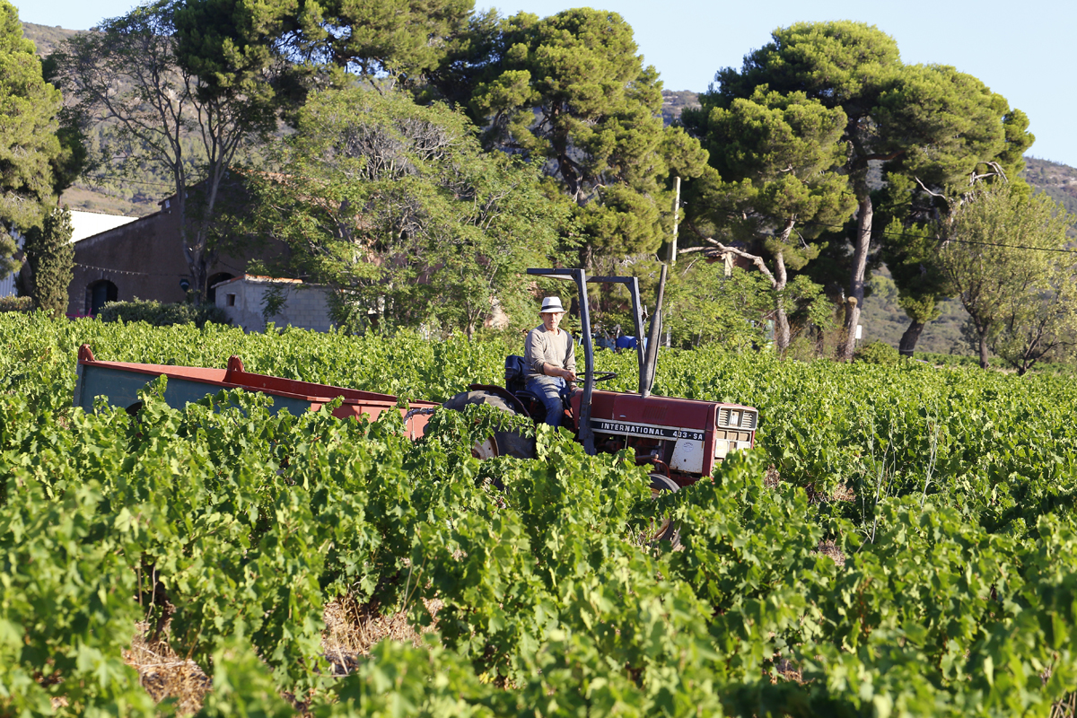 Domaine De La Plaine Muscat De Frontignan