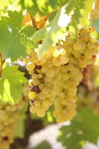 VENDANGES_MUSCAT_FRONTIGNAN 4