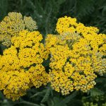 PAEV_PLANTES_Achillea