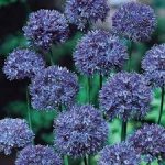 PAEV_PLANTES_Allium-Azureum-Caeruleum