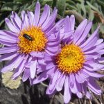 PAEV_PLANTES_Aster_amellus