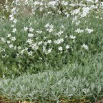 PAEV_PLANTES_Cerastium-tomentosum