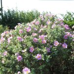 PAEV_PLANTES_Cistus-albidus