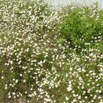 PAEV_PLANTES_Erigeron-karvinskianus