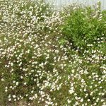 PAEV_PLANTES_Erigeron-karvinskianus