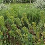 PAEV_PLANTES_Euphorbia-characias