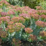 PAEV_PLANTES_Euphorbia-rigida