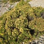 PAEV_PLANTES_Hypericum.balearicum