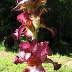 PAEV_PLANTES_Iris-sp