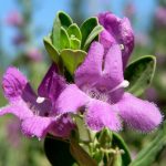 PAEV_PLANTES_Leucophyllum_frutescens_Green_Cloud