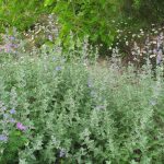 PAEV_PLANTES_Nepeta-x-fassenii