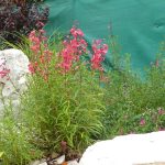 PAEV_PLANTES_Penstemons-hybrides-roses