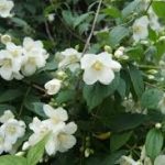 PAEV_PLANTES_Philadelphus-coronarius