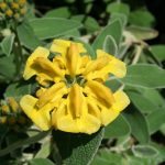 PAEV_PLANTES_Phlomis