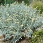 PAEV_PLANTES_Senecio-vira-vira