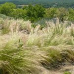 PAEV_PLANTES_Stipa-tenuissima