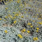 PAEV_PLANTES_Tanacetum-densum-ssp-amanii