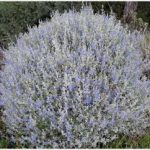 PAEV_PLANTES_Teucrium-fruticans