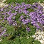 PAEV_PLANTES_Thymus-hirsutus