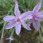 PAEV_PLANTES_Tulbaghia_violacea_-Silver_Lace