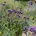 PAEV_PLANTES_Verbena-bonariensis