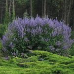 PAEV_PLANTES_Vitex-agnus-castus