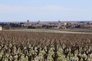 La ville entretient ses chemins de vignes