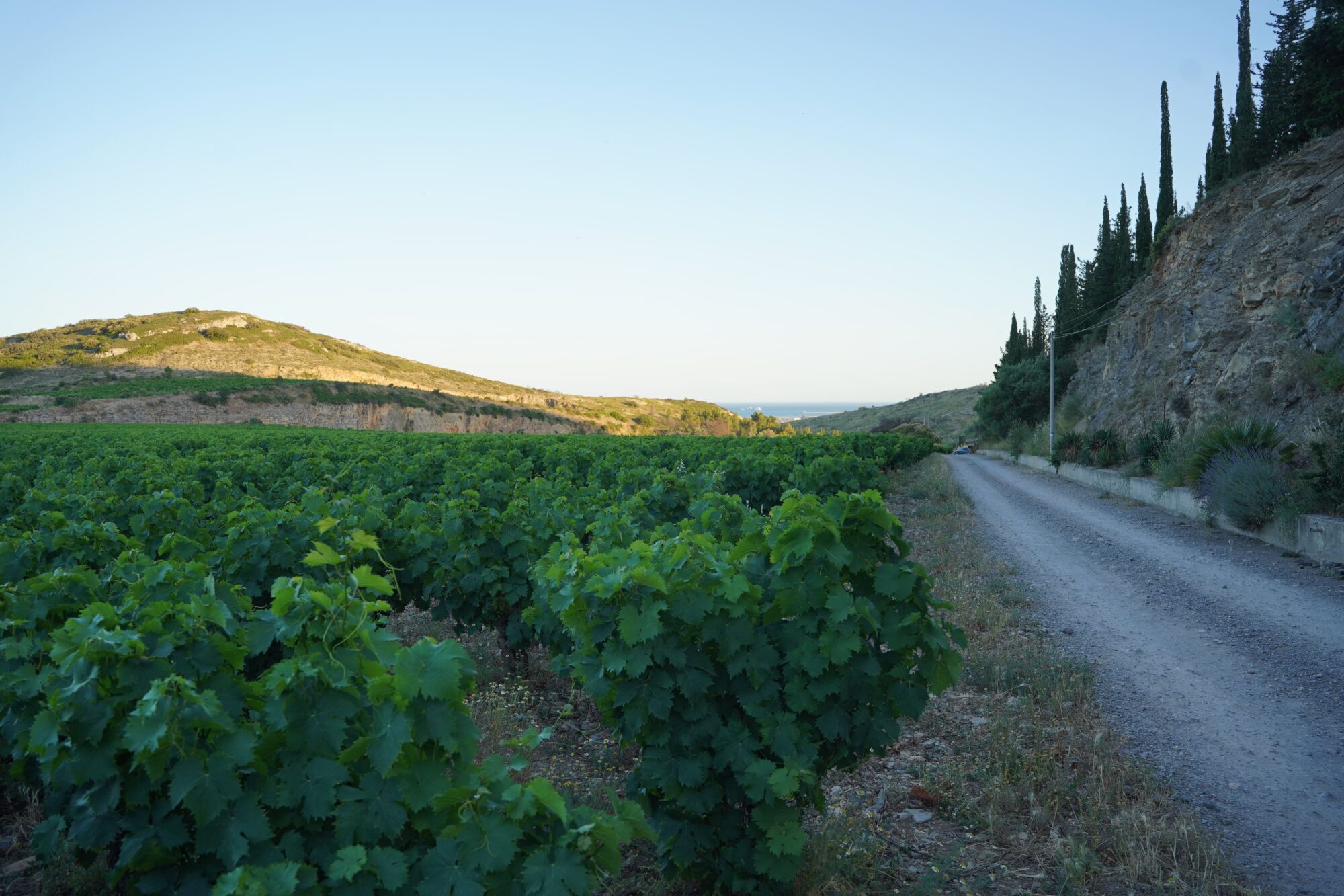 260613_REPAS_MAS_RIMBAULT_VIGNES_CINEMA_PORLAN (15)