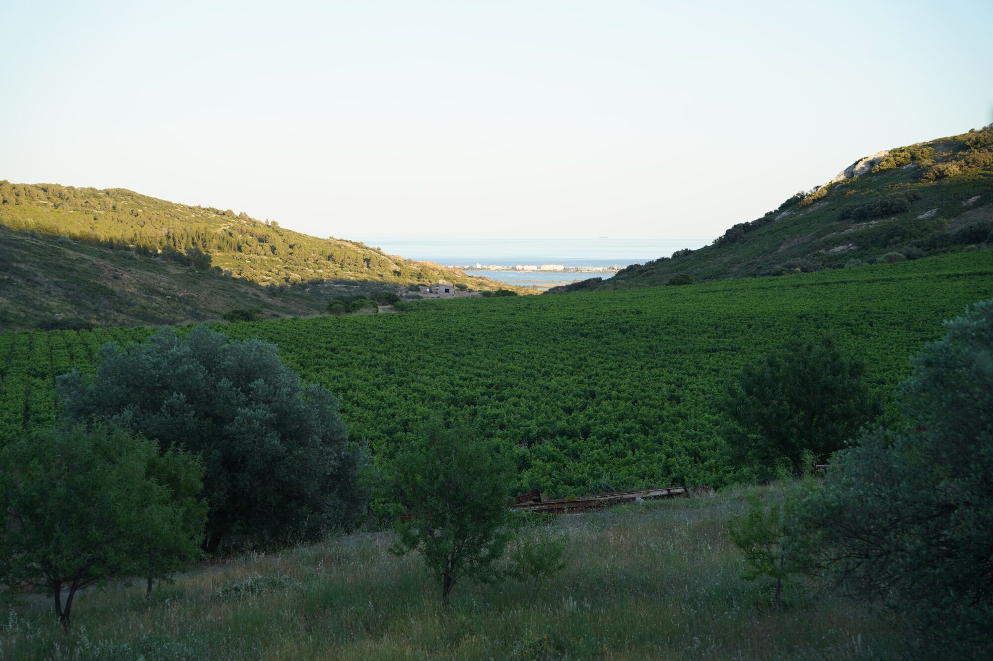 260613_REPAS_MAS_RIMBAULT_VIGNES_CINEMA_PORLAN (18)