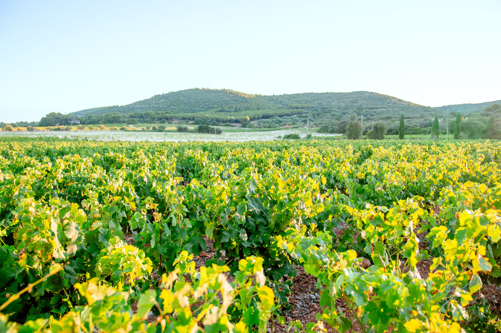 260703_un_chef_dans_les_vignes_molina22