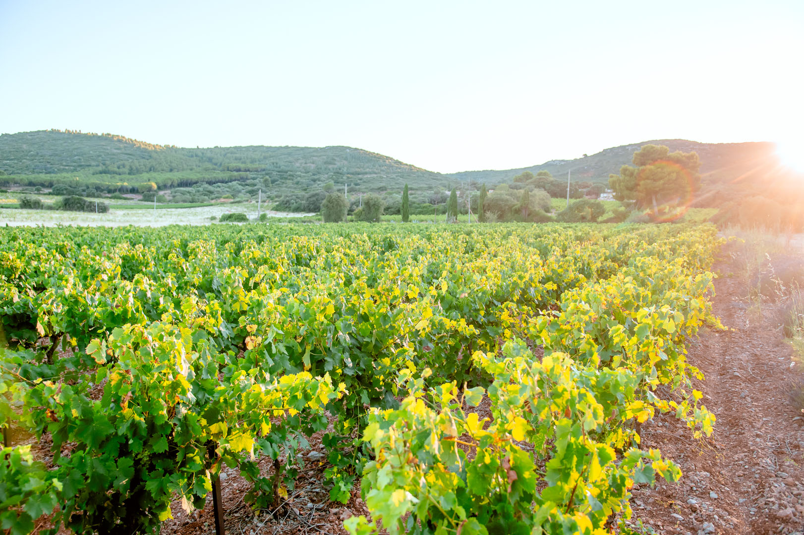 260703_un_chef_dans_les_vignes_molina23